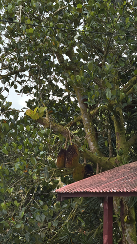 Artocarpus heterophyllus observed 2025-07-01