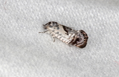 Eupselia carpocapsella