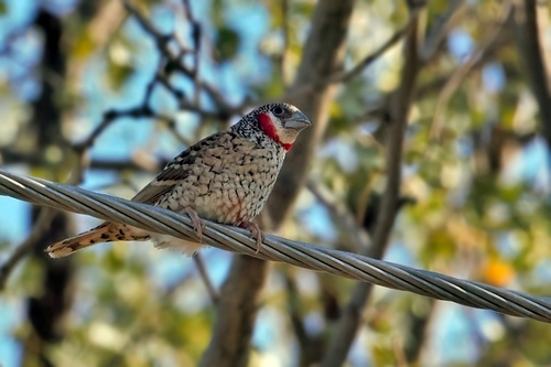 Cut-throat Finch (Amadina fasciata), photo 6