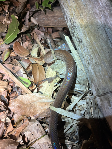 Neuwied's False Boa