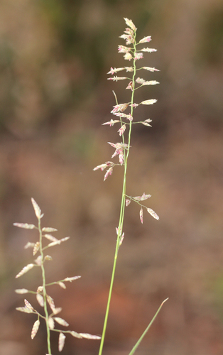 Eragrostis perennis