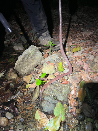 Neuwied's False Boa