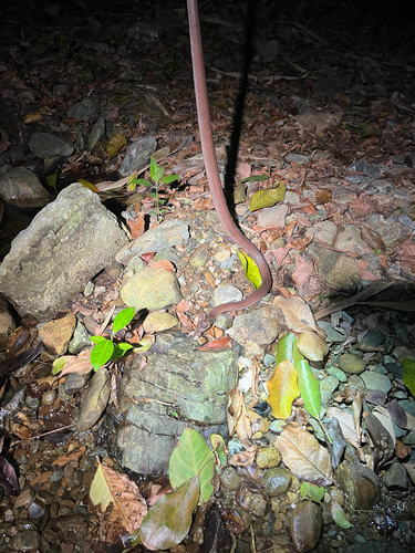 Neuwied's False Boa