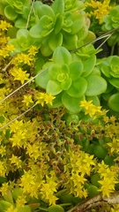 Sedum kimnachii