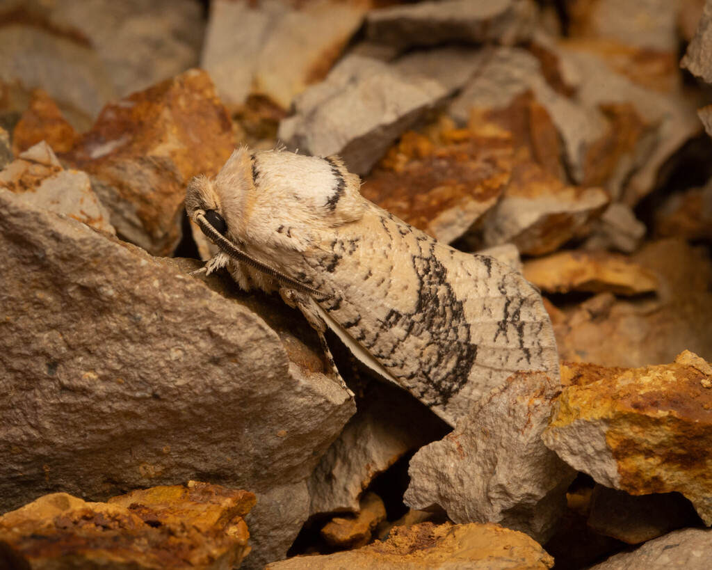Dyspessacossus
