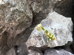 Acontista mexicana