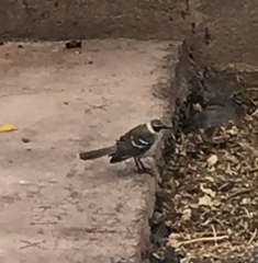 Mimus parvulus parvulus