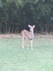 Odocoileus virginianus