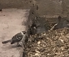 Mimus parvulus parvulus