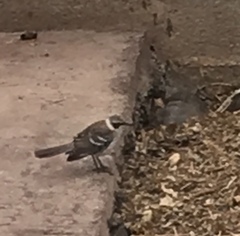 Mimus parvulus parvulus