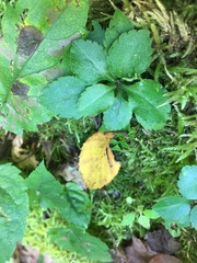 Micranthes virginiensis