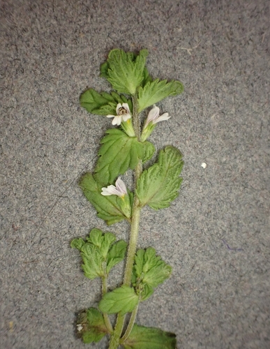 Wettstein's Eyebright (Euphrasia wettsteinii)