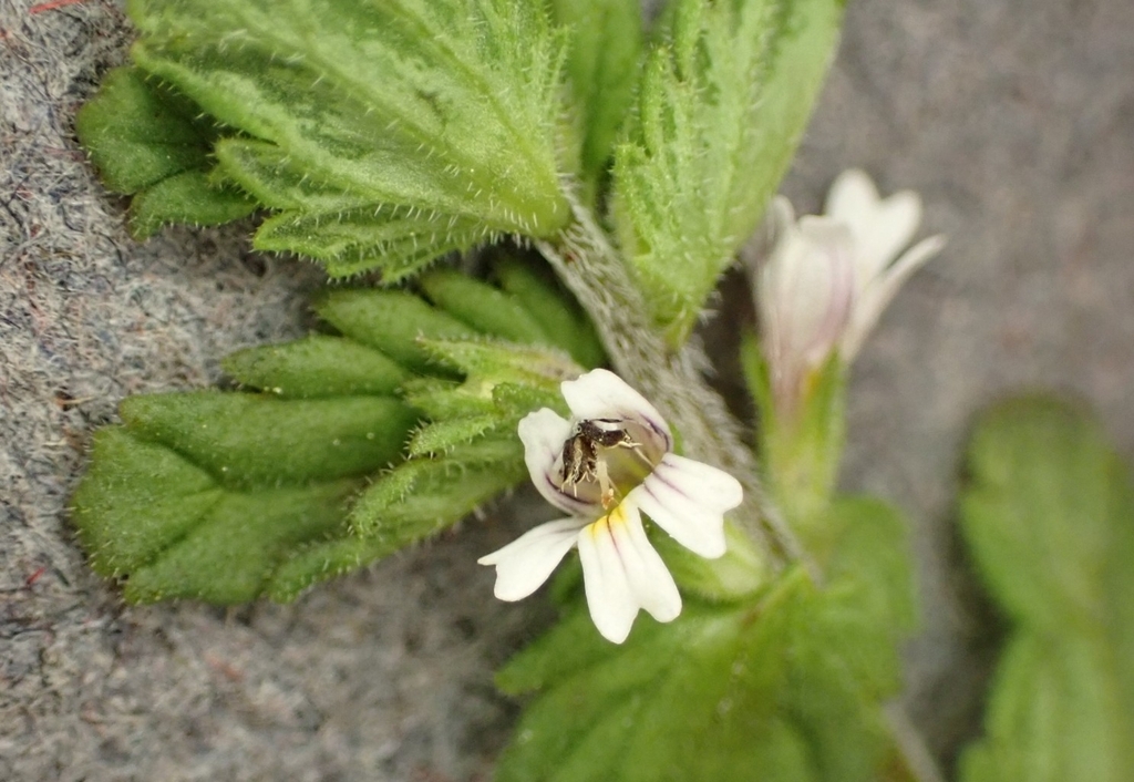 Euphrasia wettsteinii; photograph (c) Andreas Schneider, some rights reserved (CC BY)