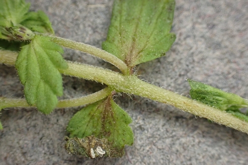 Euphrasia wettsteinii, photograph 2