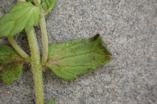 Euphrasia wettsteinii, photograph 3
