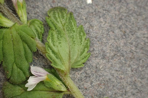 Euphrasia wettsteinii, photograph 4