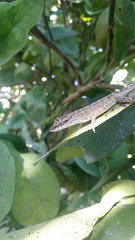 Anolis sericeus