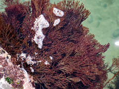 Melanthalia abscissa