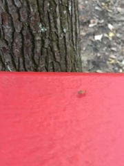Insecta