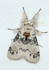 Iropoca rotundata