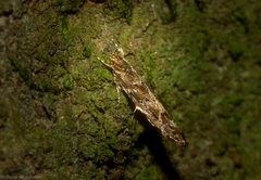 Limnaecia adiacrita
