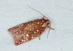 Euchaetis metallota