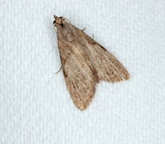 Nola pleurosema