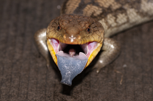 Blotched Bluetongue
