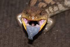 Blotched Blue-Tongued Lizard photo 4