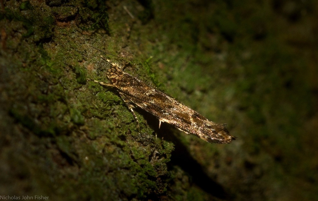 Limnaecia adiacrita