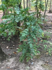 Berberis bealei