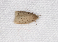 Brachynemata restricta