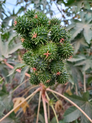 castor bean