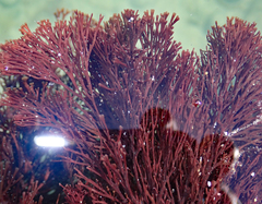 Melanthalia abscissa