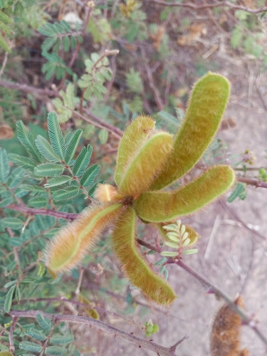 Giant Sensitive Plant