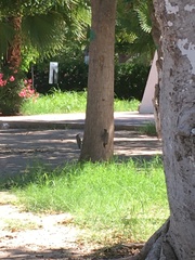 Melanerpes uropygialis