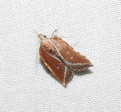 Arachnographa micrastrella