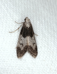 Aphomia baryptera