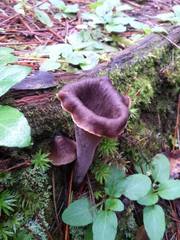 Craterellus