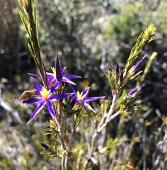 Calectasia intermedia
