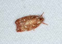 Euchaetis metallota