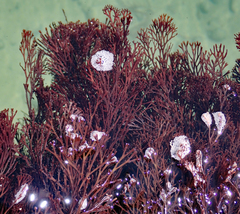 Melanthalia abscissa