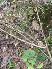 Angiospermae