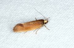 Delexocha ochrocausta