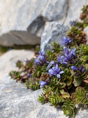 Veronica thessalica, photograph (c) Marios Thoma, some rights reserved (CC BY)