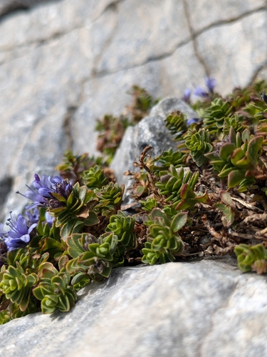Veronica thessalica, photograph 2