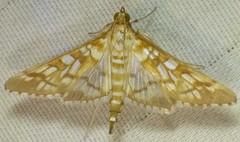 Epipagis fenestralis