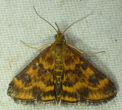 Pyrausta subsequalis