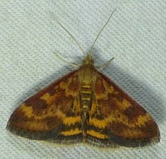 Pyrausta subsequalis