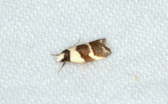 Eulechria triferella